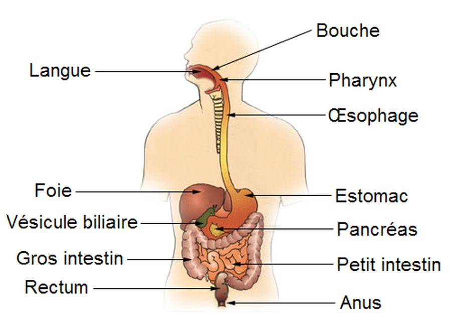 retrait de la vesicule biliaire quand faut il le faire