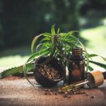 La fleur  de CBD, l’essentiel à retenir