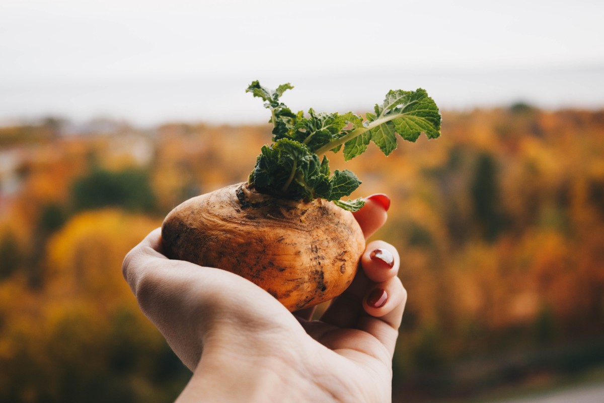 La Maca : un superaliment bien pour votre santé