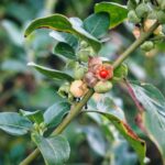 Bienfaits et propriétés de l’ashwagandha pour lutter contre le stress