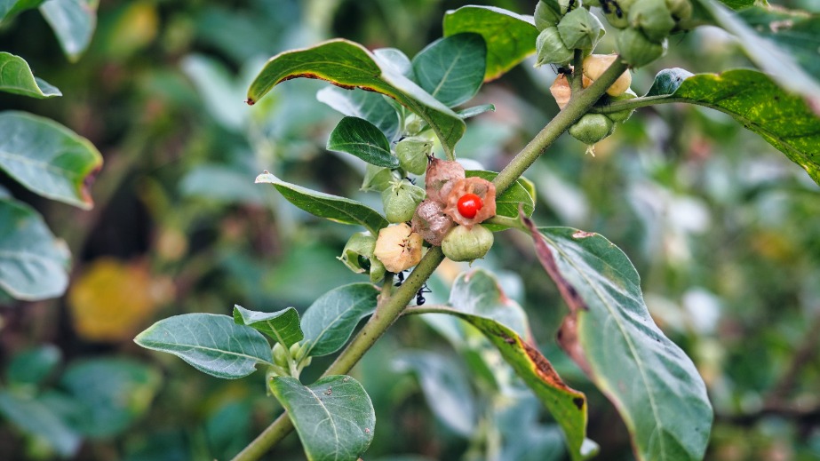 Bienfaits et propriétés de l’ashwagandha pour lutter contre le stress
